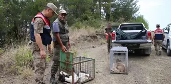 Hatay'da yaralı bulunan karaca ve 2 leylek doğaya bırakıldı