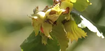 Mudurnu Taşkesti beldesinde fındık hasadı başladı