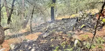 Balıkesir'de yıldırımın yol açtığı orman yangını söndürüldü