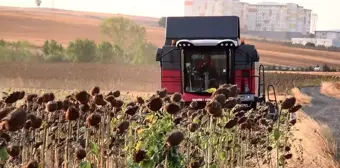 Trakya Bölgesi'nde Geliştirilen Yerli Hibrit Ayçiçeği Tohumu Kuraklığa Karşı Dirençli