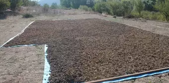 Bolu Mudurnu'da Fındık Hasat Şenliği Düzenlendi