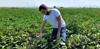 Söke İlçe Tarım ve Orman Müdürlüğü Pamuk Zararlı Kontrollerine Devam Ediyor