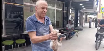 Samsun'da otomobilin altına giren kedi kurtarıldı