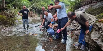 Salıpazarı'nda Dereye 5 Bin Kırmızı Benekli Alabalık Yavrusu Salındı