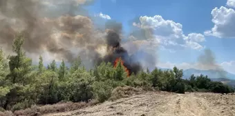 Muğla'da çıkan orman yangını havadan ve karadan müdahaleyle söndürüldü