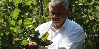 Kahverengi kokarca zararı nedeniyle fındık üreticileri mağdur