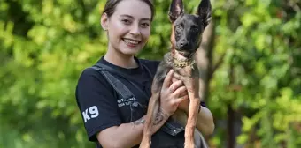 Prematüre Doğan Belçika Kurdu Arama Kurtarma Köpeği Olarak Yetiştiriliyor