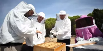 Türkiye'nin Tescilli Efe Arısı Bozcaada'da Bal Hasadı Yapıldı