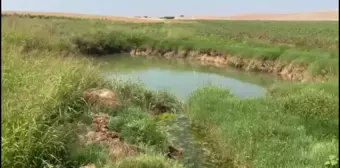 Şanlıurfa'da pamuk tarlalarında obruklar oluştu