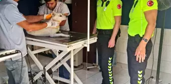 Zonguldak'ta polis ekipleri yaralı köpeği kurtardı