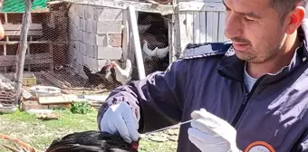 Afyonkarahisar'da Sağlıklı Yumurta Üretimi ve Kuş Gribi Çalışmaları Devam Ediyor