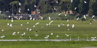 Manisa'da kuruyan Marmara Gölü'nün yerine yeni su kuşu durağı