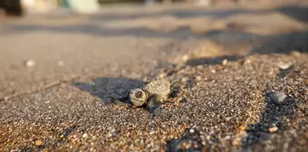 Antalya'da Caretta Carettaların Yuva Sayısı Rekor Seviyeye Ulaştı