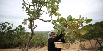 Çanakkale'de Antep Fıstığı Hasadı Başladı