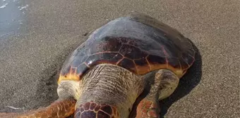 Hatay'ın Samandağ ilçesinde sahile vurmuş ölü caretta caretta bulundu