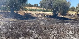 Hatay'ın Arsuz ilçesinde zeytinlik alanda çıkan yangın söndürüldü