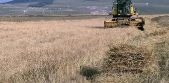 Ardahan'da Kavılca Buğdayı Hasat Dönemi Başladı