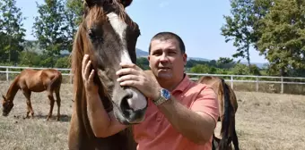 Bilecik'te Girişimci Serhat Akbaş, Yarış Atı Yetiştiriyor