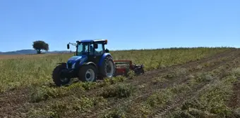 Kelkit Şeker Fasulyesi Hasadına Başlandı