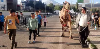 Mevlit Kandili'nde Eleşkirt'e Gönderilen Kurbanlık Deve İlgi Odağı Oldu