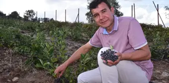 Sındırgı'da Aronya Meyvesinin İlk Hasadı Gerçekleşti