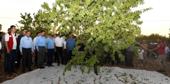 Şanlıurfa'da Badem Hasadı ve Üretim Artışı