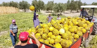 Kırkağaç Kavunu Kış İçin Depolanmaya Başlandı