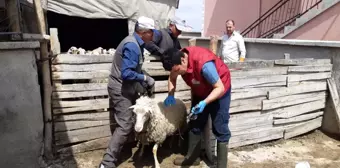 Afyonkarahisar'da Küçükbaş Hayvanlara Aşı Uygulaması Yapıldı