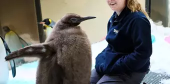 Avustralya'daki Kral Penguen Yavrusu Pesto Sosyal Medyanın Gözdesi Oldu