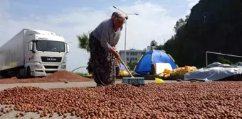 Giresun'da Fındık Rekoltesi ve Randımanı Üreticiyi Yanılttı