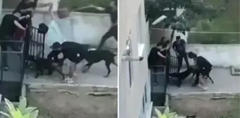 Pitbull dehşeti anbean kamerada! Ne yaptılarsa kurtaramadılar, gencin çığlıkları sokağı inletti