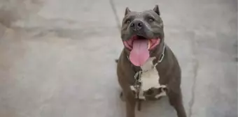 Pitbull neden saldırır, öldürür mü? Pitbull beslemek yasak mı?