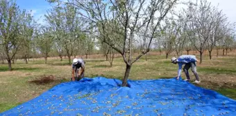 Edirne'de Badem Üretimi Yeniden Canlanıyor