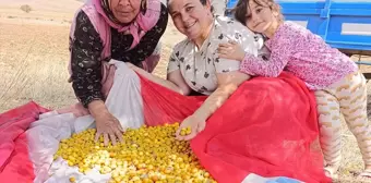 Yunak'ta Alıç Ağaçları İlgi Gördü