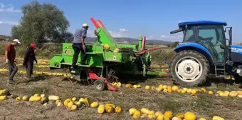 Beyşehir'de Kabak Çekirdeği Üretiminde İvme Kazanıldı