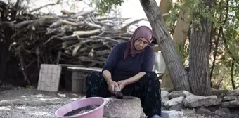 Tunceli'de Köylüler Çedene Hasadı Yapıyor