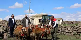 Kars'ta Geleneksel Koç Katımı Etkinliği Düzenlendi