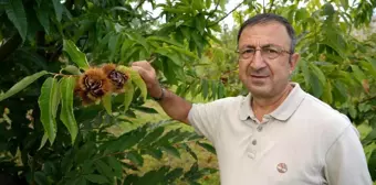 Gal Arısına Dayanıklı Kestane Çeşitlerinin Hasadına Başlandı