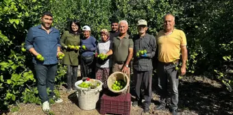 Mersin'de Limon Hasadı Başladı, İhracat Yolu Açıldı