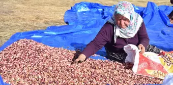 Sivas'ta Antep Fıstığı Üretimi Yaygınlaşıyor