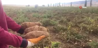 Erzincan'da Patates Hasadı Başladı