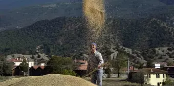 Tosya'da Türkiye'nin İlk Çeltik Fabrikası ile Pirinç Hasadı Başladı