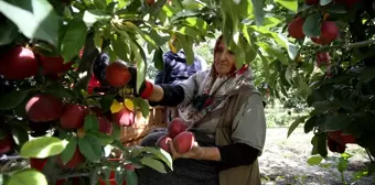 Yahyalı Elması, 25 Ülkede Damakları Tatlandırıyor