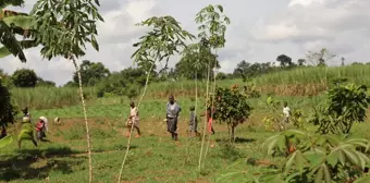 Uganda Kahvesi, Ülke Ekonomisine Katkısını Artırıyor