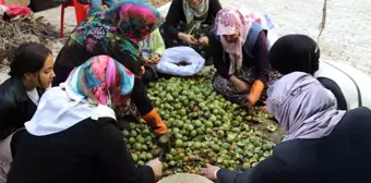 Van'ın Çatak ilçesinde organik ceviz hasadı başladı