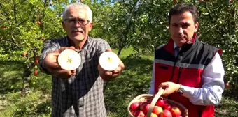 Amasya Misket Elması Hasadı Başladı