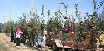 Niğde'de Elma Üretimi Kuraklık ve Sıcaklık Etkisiyle Düşüyor