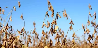 Diyarbakır'da Soya Tohumu Dağıtımı ve Ekim Alanları Artıyor