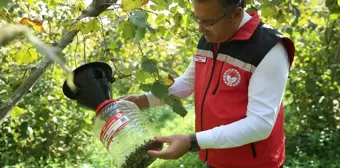 Ordu'da Kahverengi Kokarca Zararlısıyla Mücadele İçin 2 Bin 200 Feromon Tuzak Asıldı