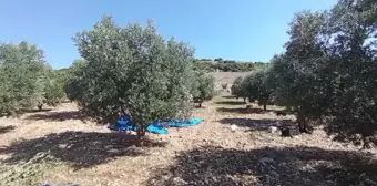 Tarlada zeytin fiyatları düşüyor ama marketlerde zeytinyağına zam üstüne zam